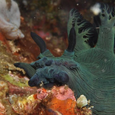 La Estrella Beach Resort & Cabilao Dive Center Loon Екстериор снимка