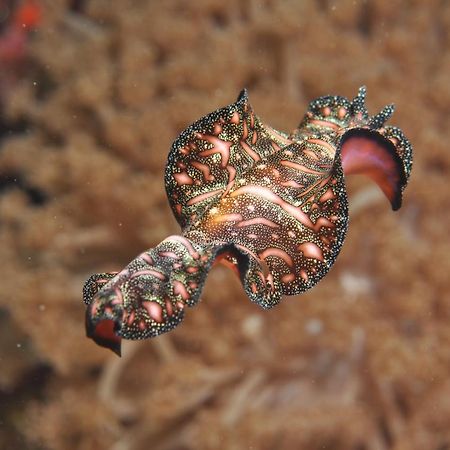 La Estrella Beach Resort & Cabilao Dive Center Loon Екстериор снимка