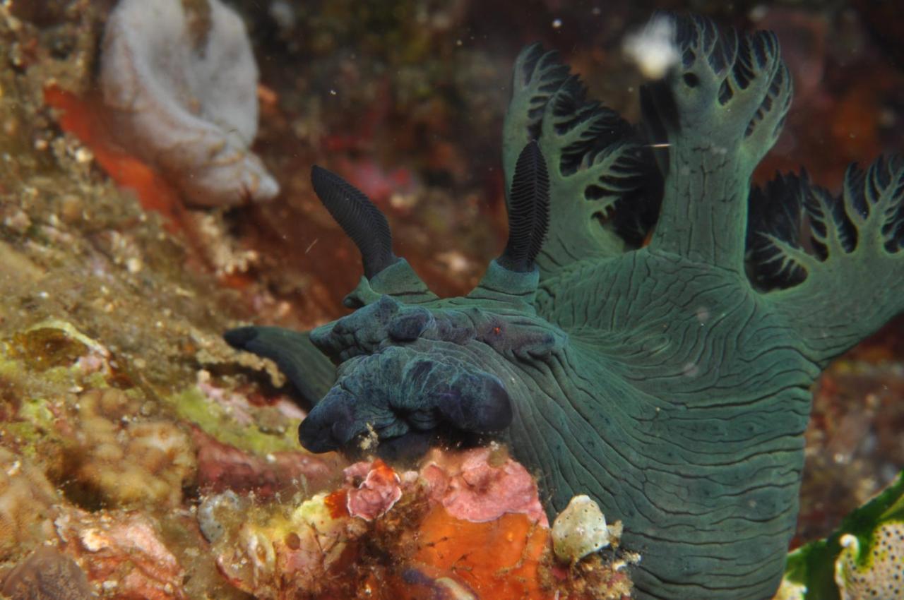 La Estrella Beach Resort & Cabilao Dive Center Loon Екстериор снимка